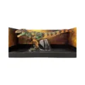 Triceratops Horridus Realistic Herbivore Dinosaur Triceratops Horridus Realistic Herbivore Dinosaur