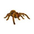 RC Spider RC Spider