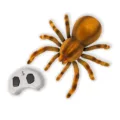 RC Spider RC Spider